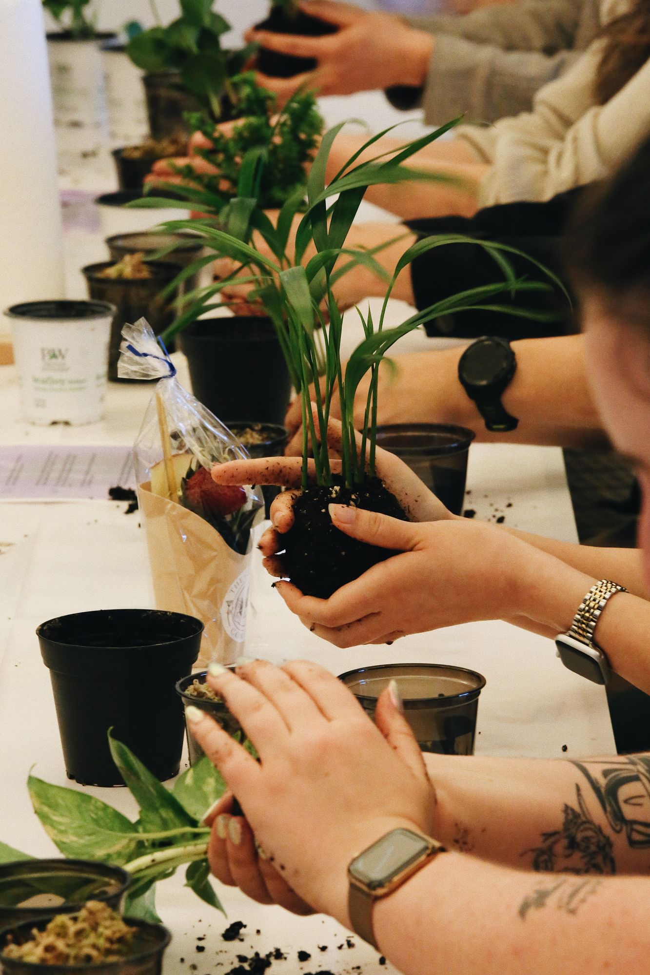 Get Mossy Kokedama Workshop